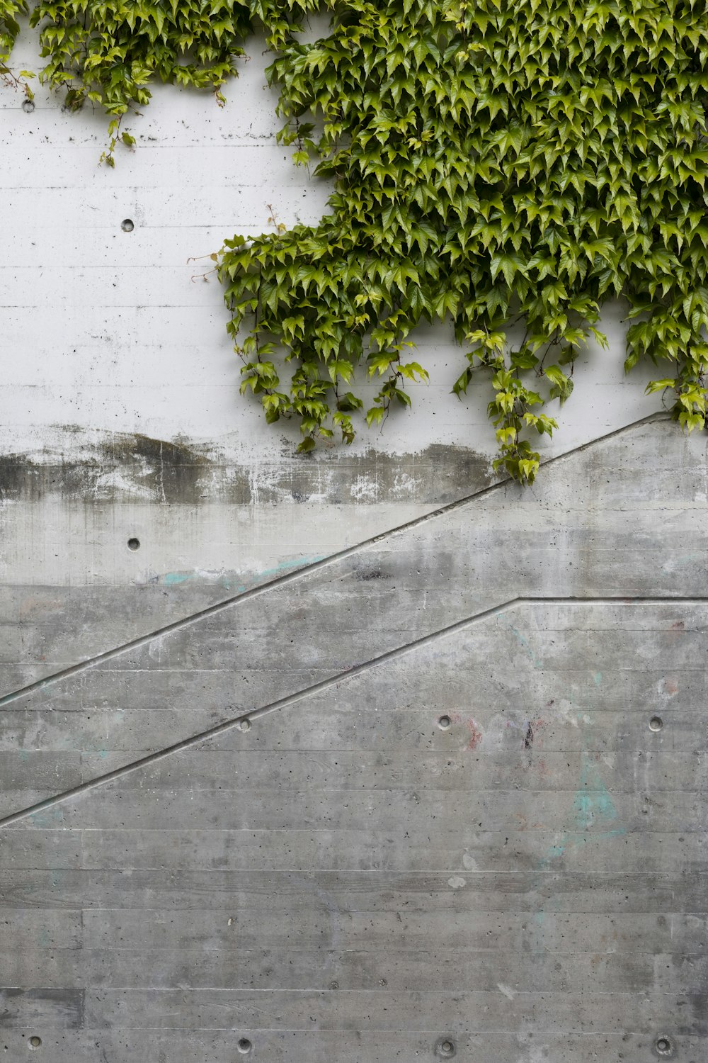 green leafed plant on wall