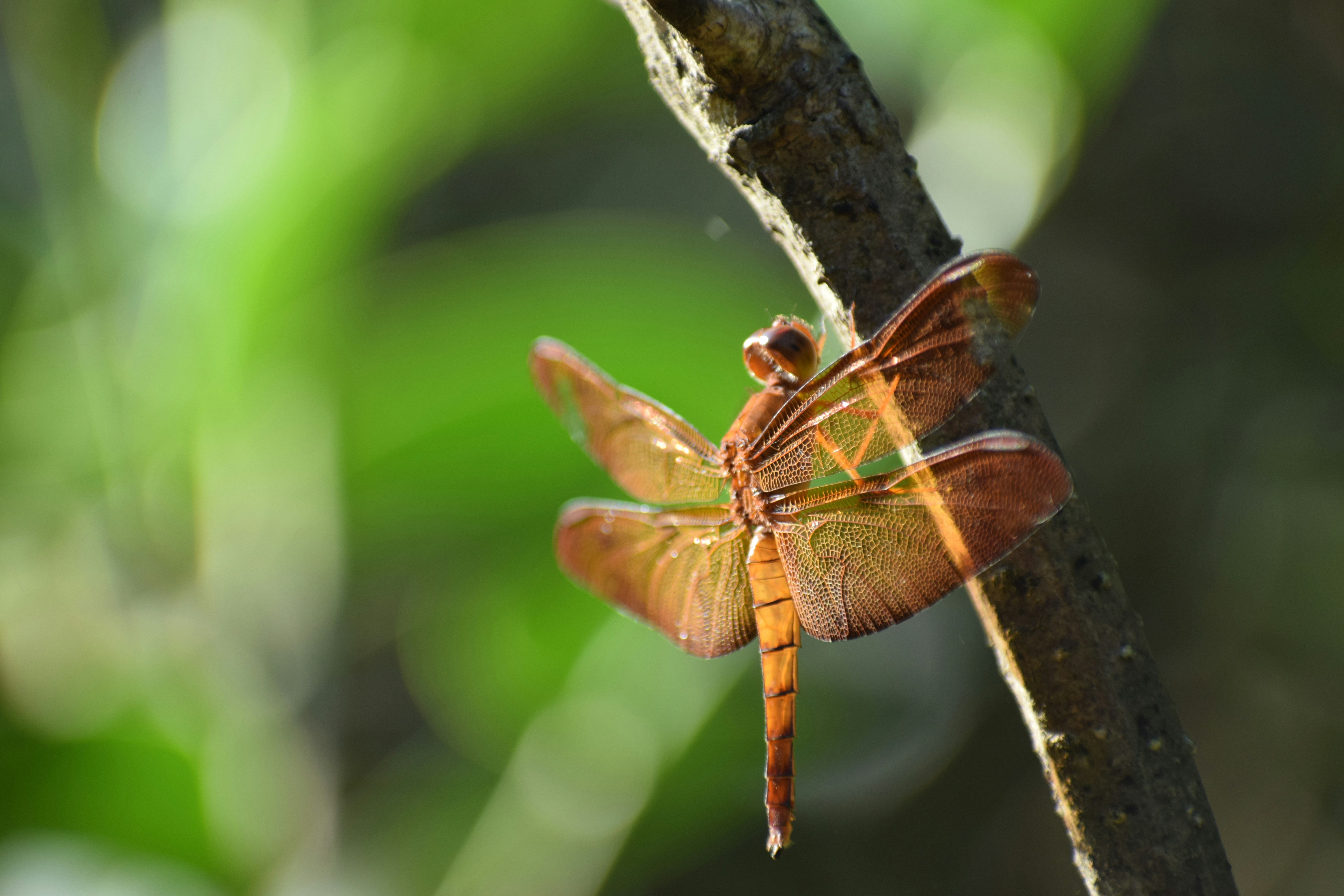 Photo by dhruvpattan