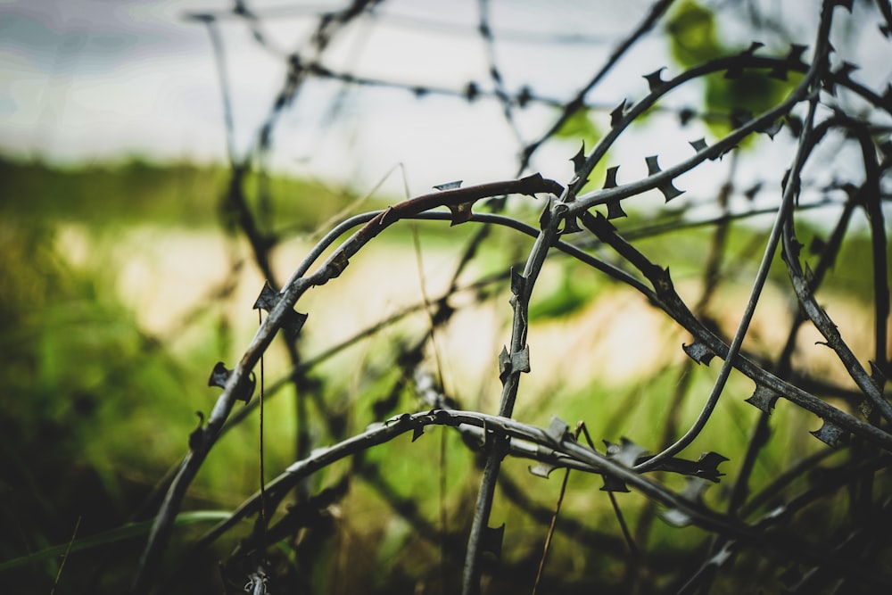 a close up of a bunch of barbed wire