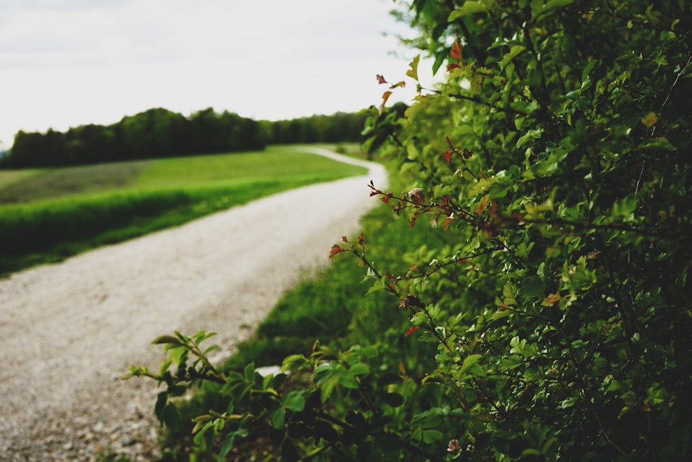 green-leafed plant