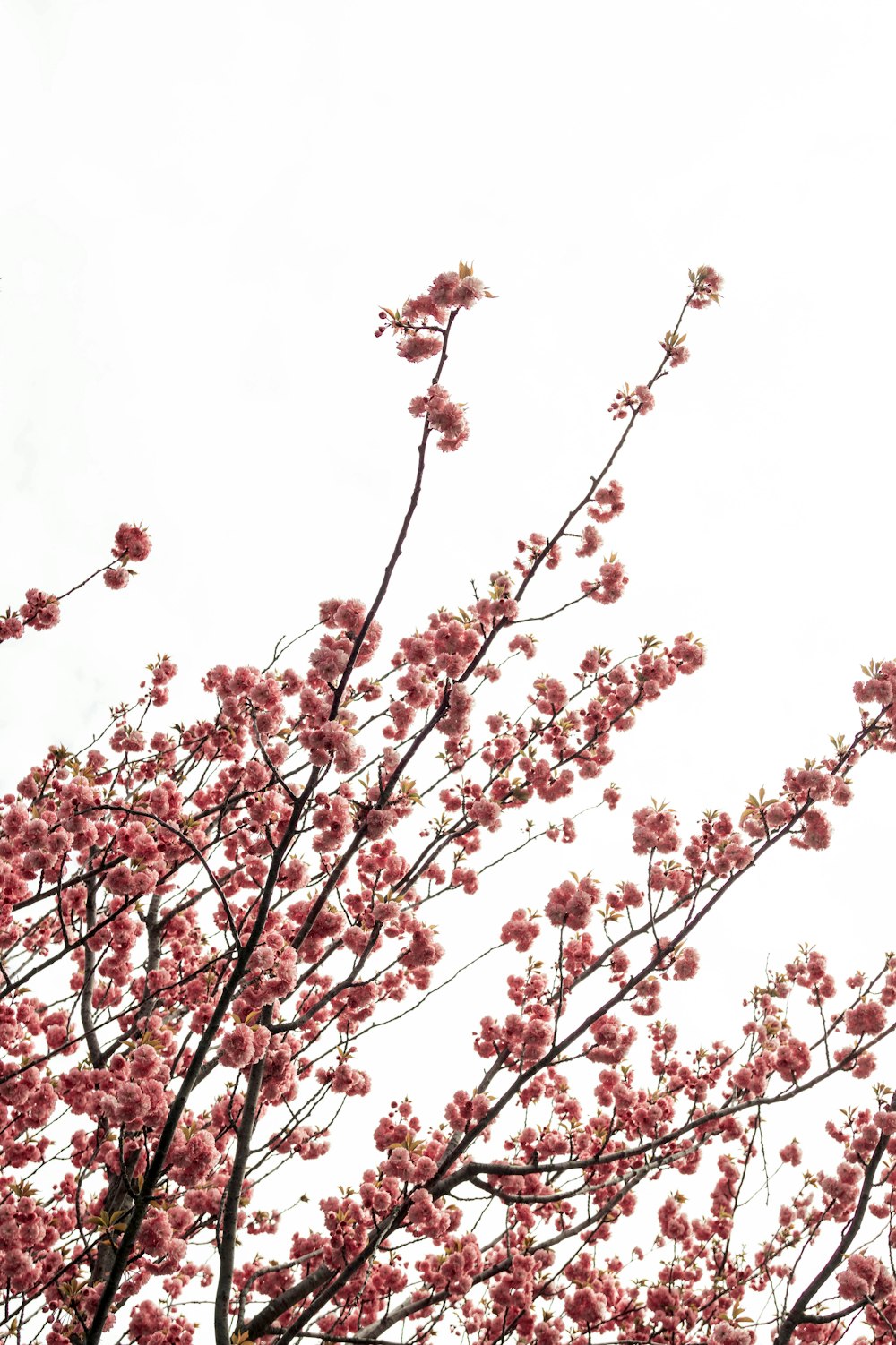 blooming pink cherry blossoms