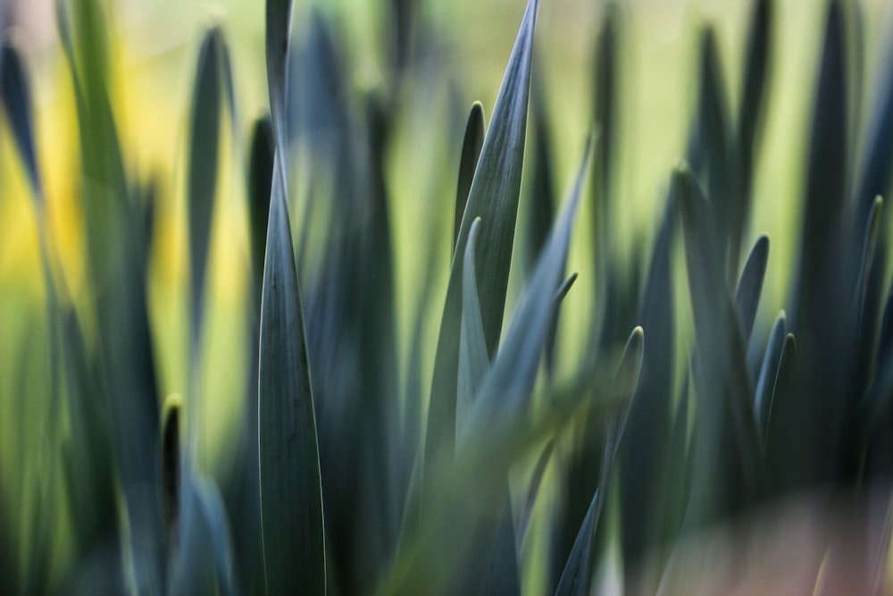 green grasses close-up photography