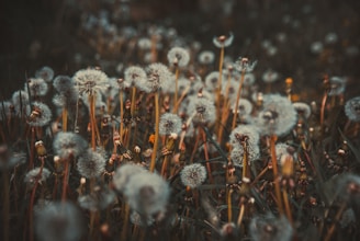 bed of dandelion