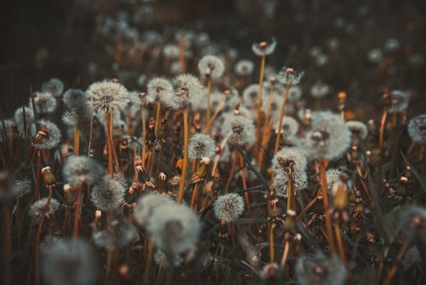 bed of dandelion
