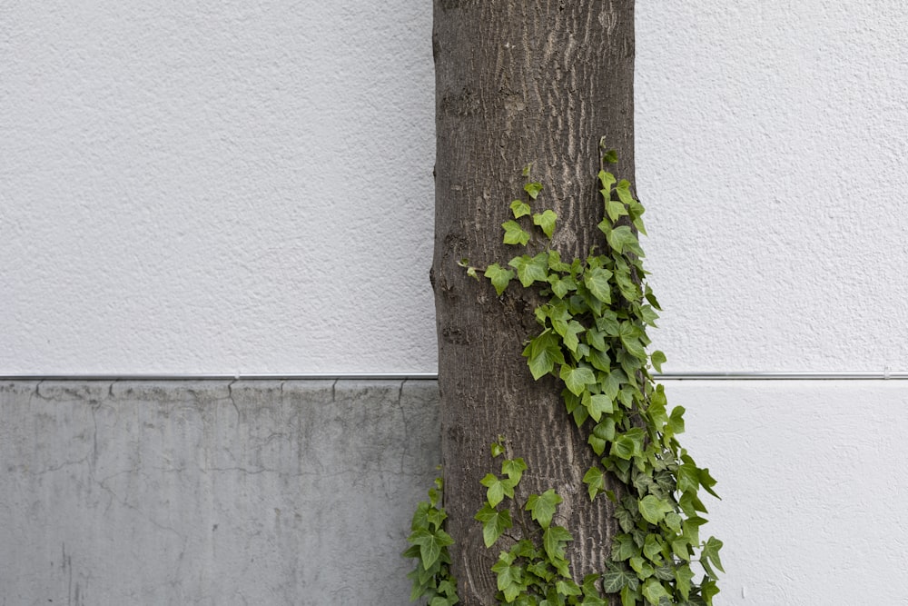 green vines on tree trunk