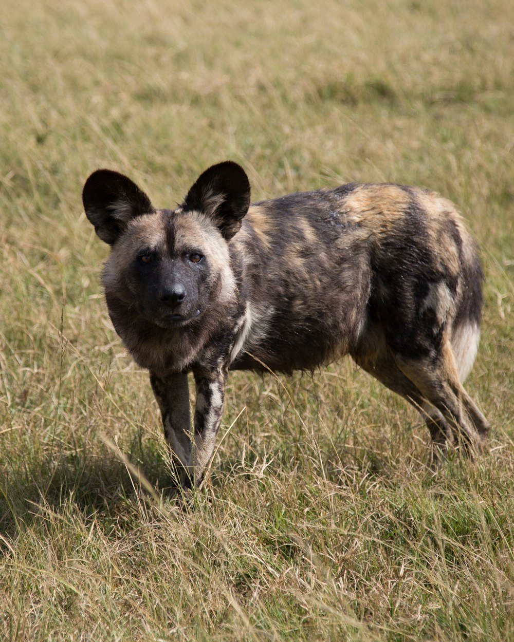 short-coated black and brown wild dog standing on green grass