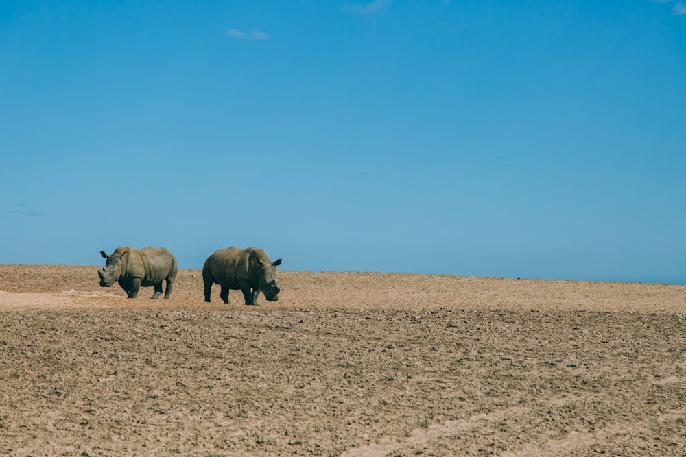 black rhinoceros