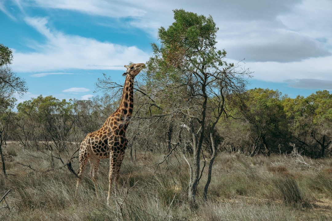 giraffe photography