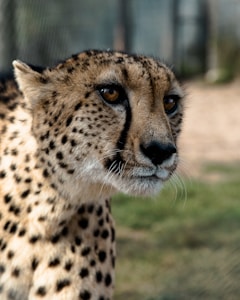 Complete Wildlife Learning Bundle