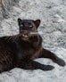 black jaguar resting on sand