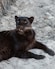 black jaguar resting on sand