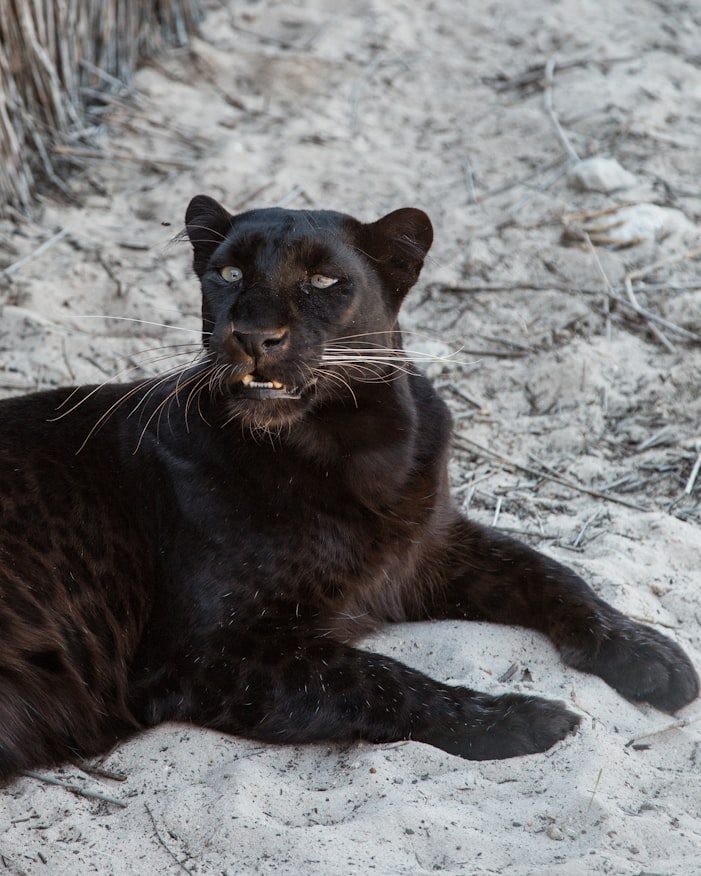 black panther animal hunting