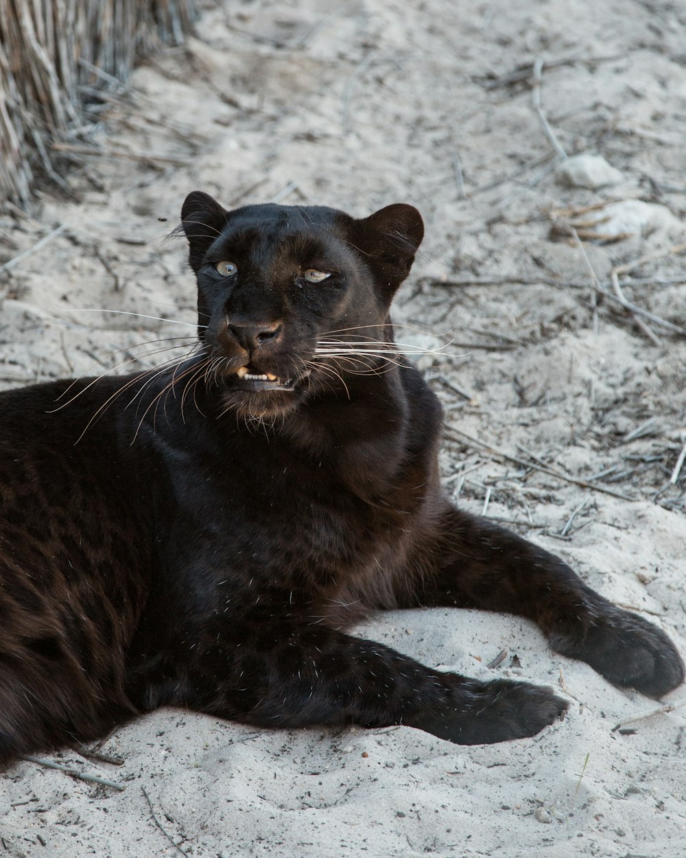 black jaguar resting on sand