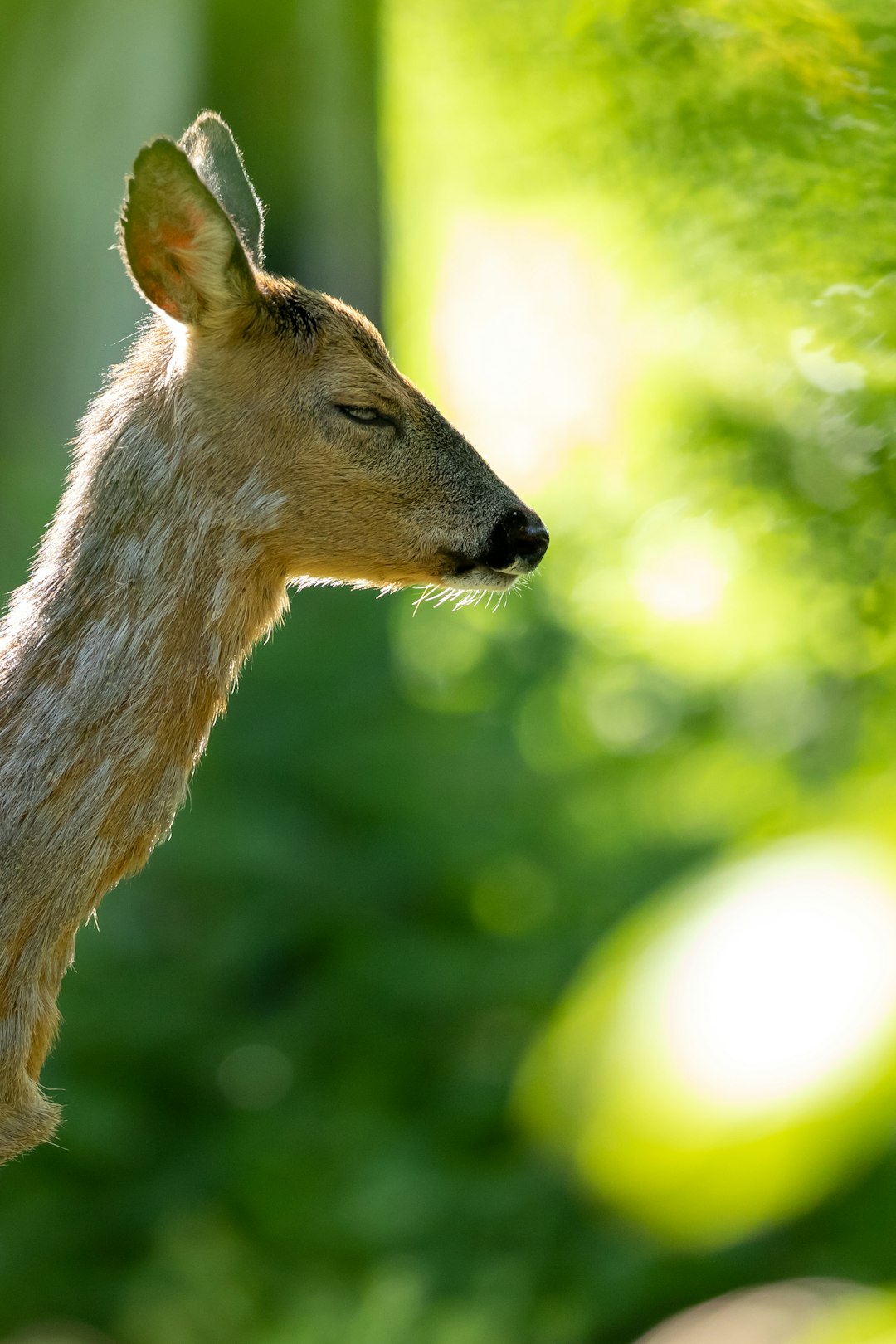 shallow focus photography of brown deer