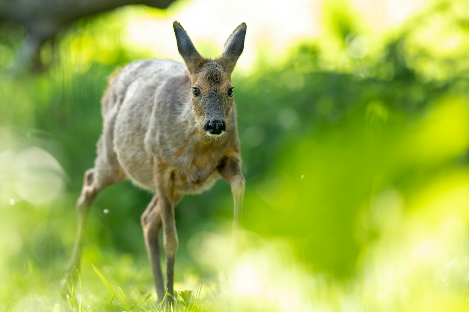 Canon EOS 6D Mark II + Canon EF 400mm F2.8L IS II USM sample photo. Roe deer on grassy photography