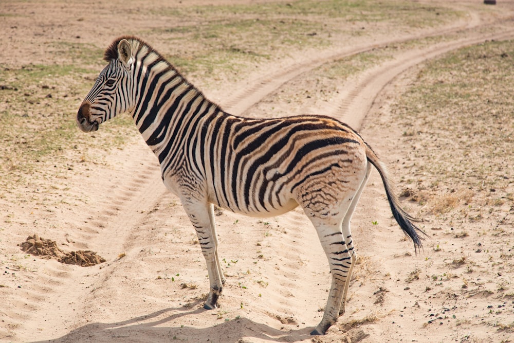 zebra standing on road during daytime