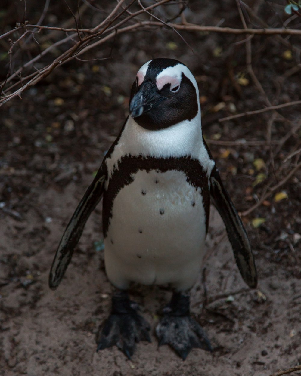 Pingüino blanco y negro