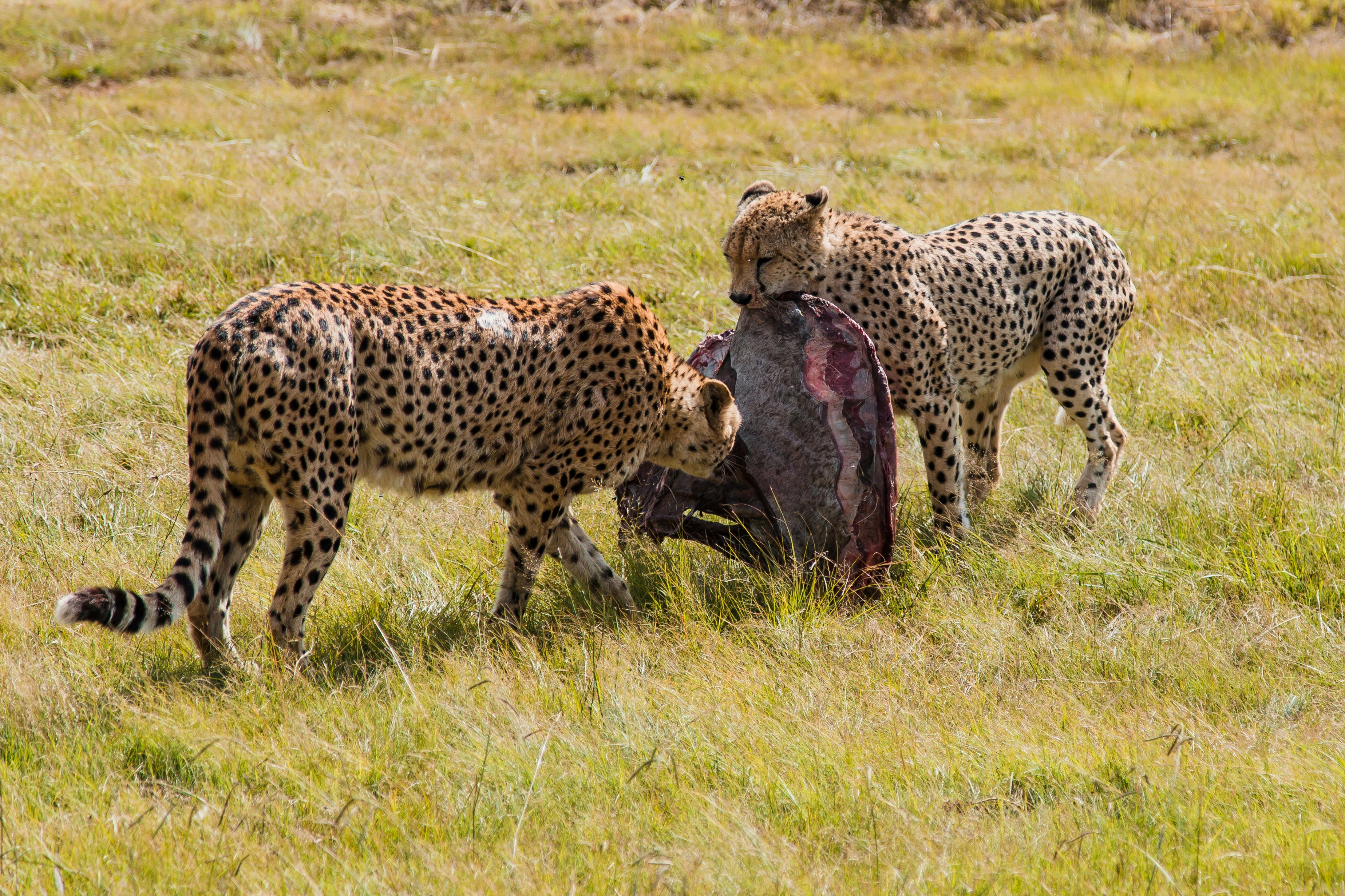 two cheetah eating meat