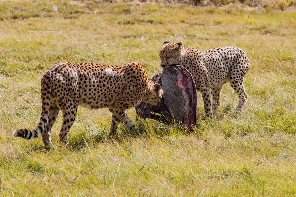two cheetah eating meat