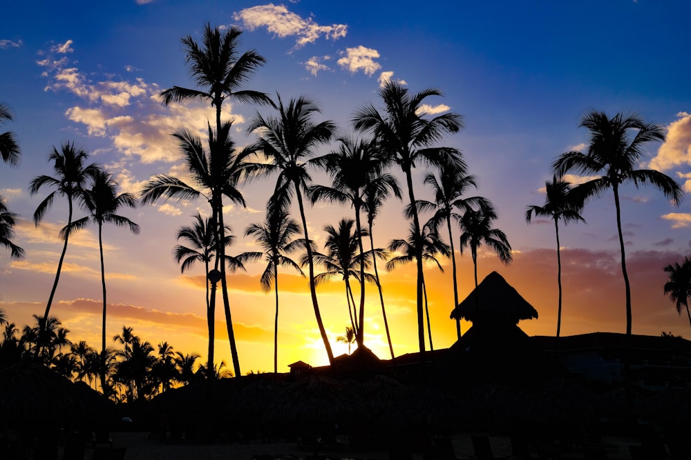 silhouette photography coconut palm trees