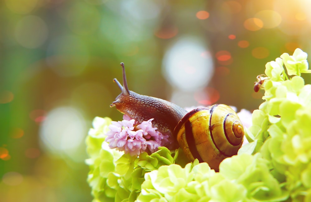 yellow snail on leaf