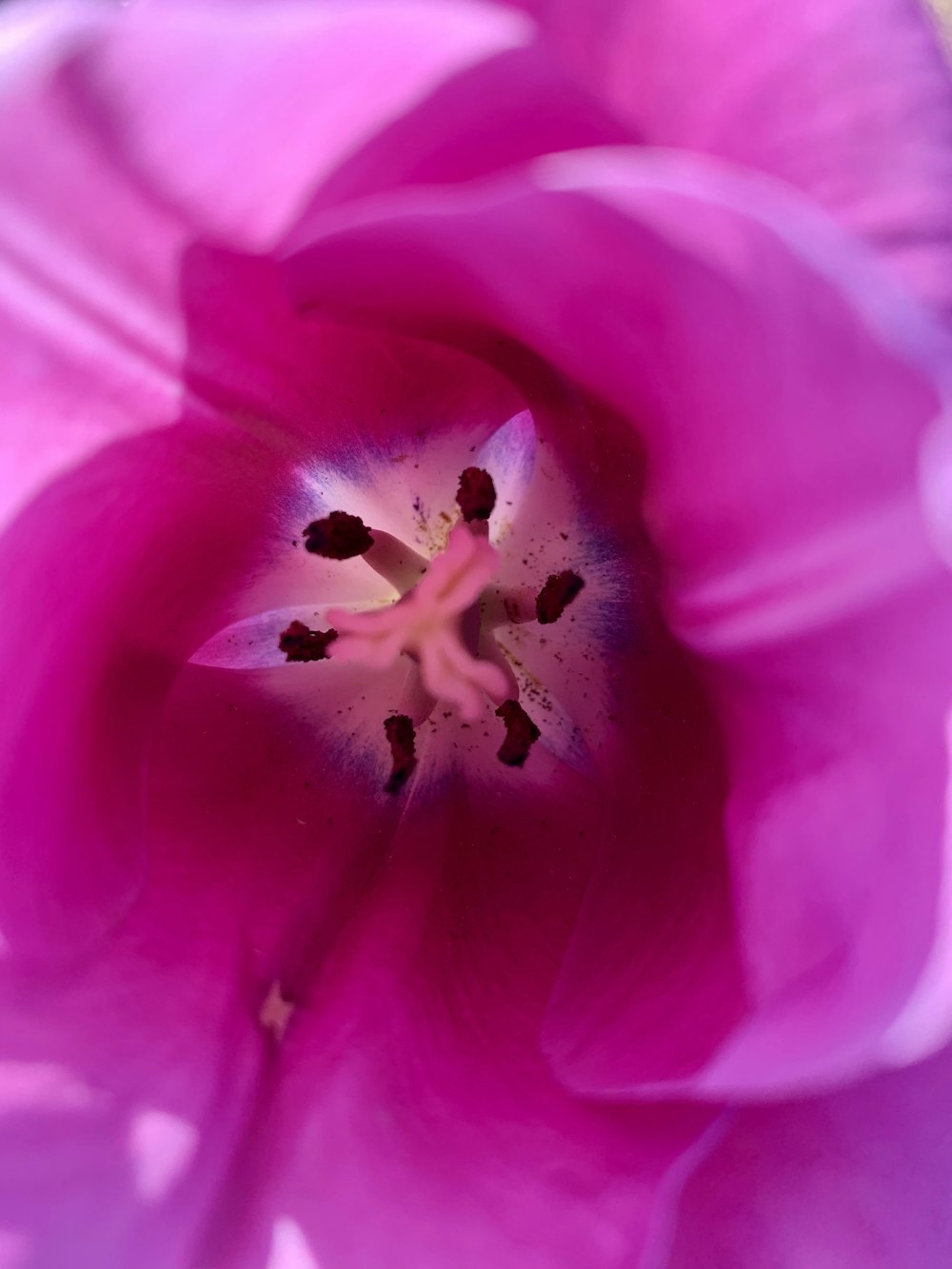 pink petaled flower