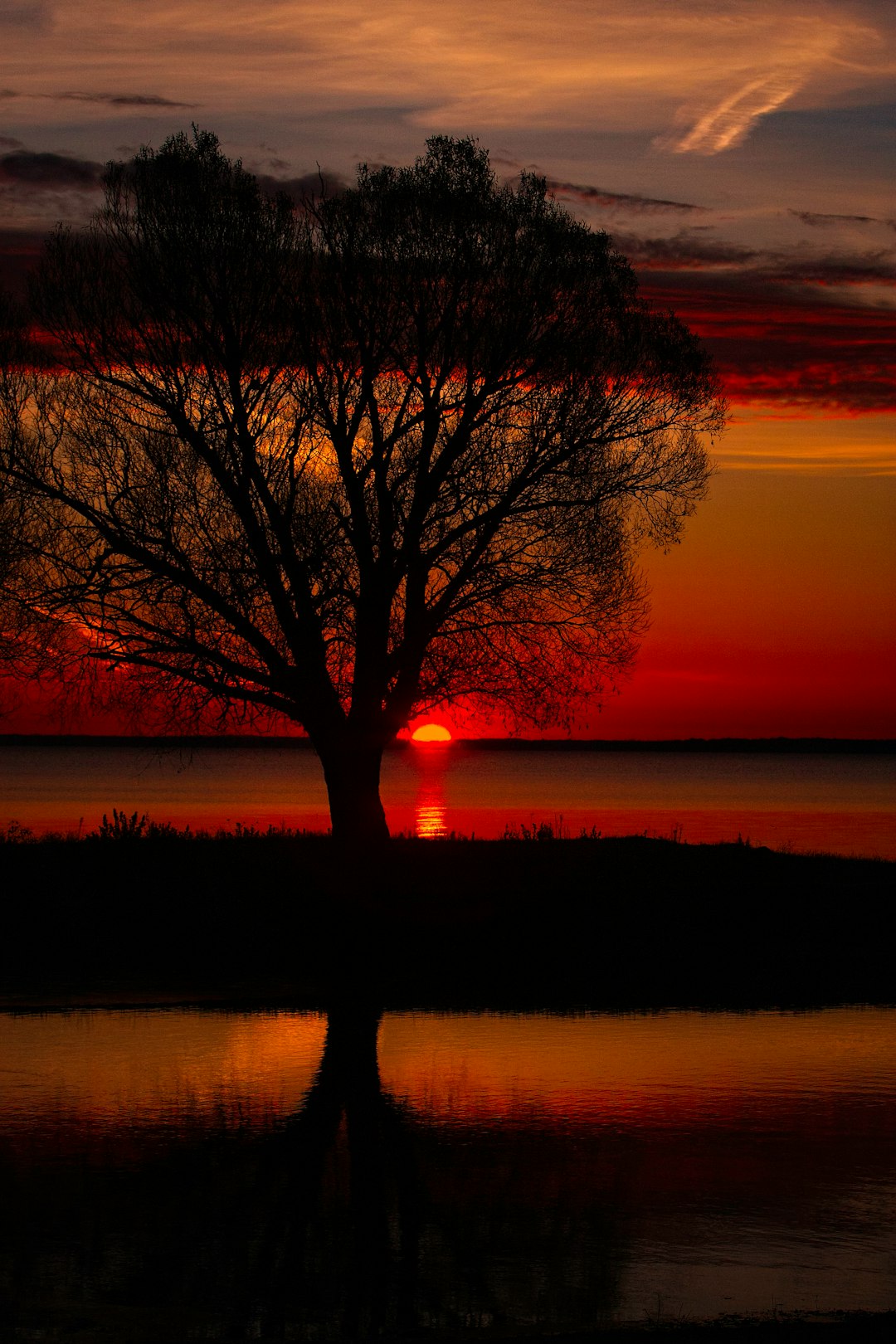 silhouette photography of tree