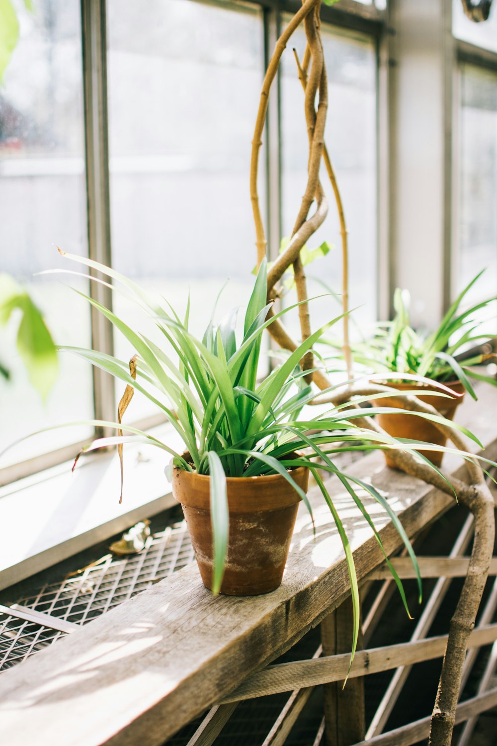 green-leafed plant