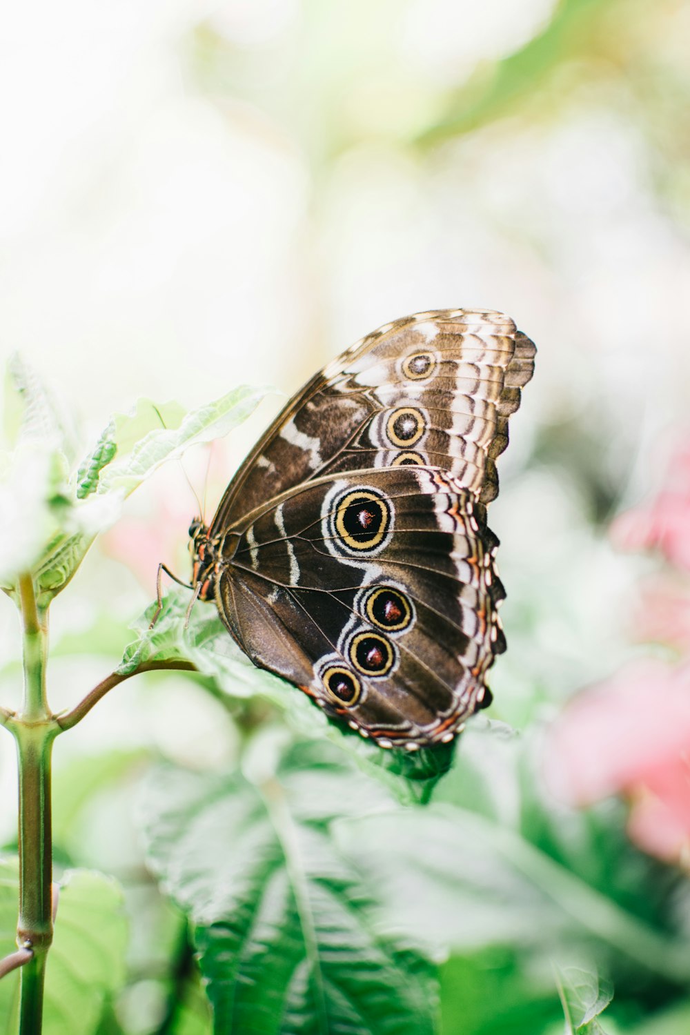 Mariposa marrón y blanca