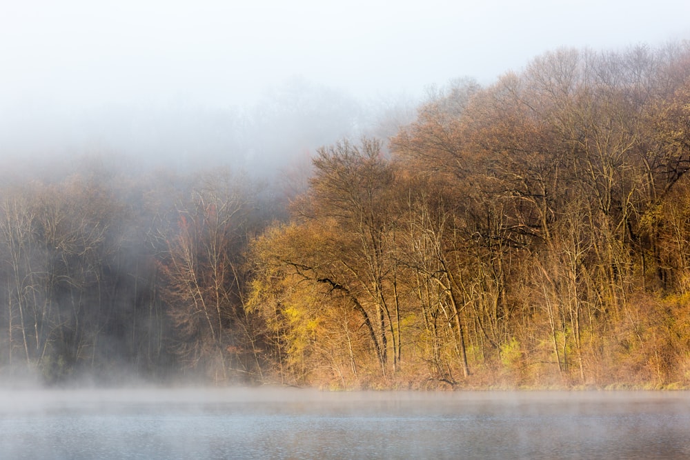 lake in forest