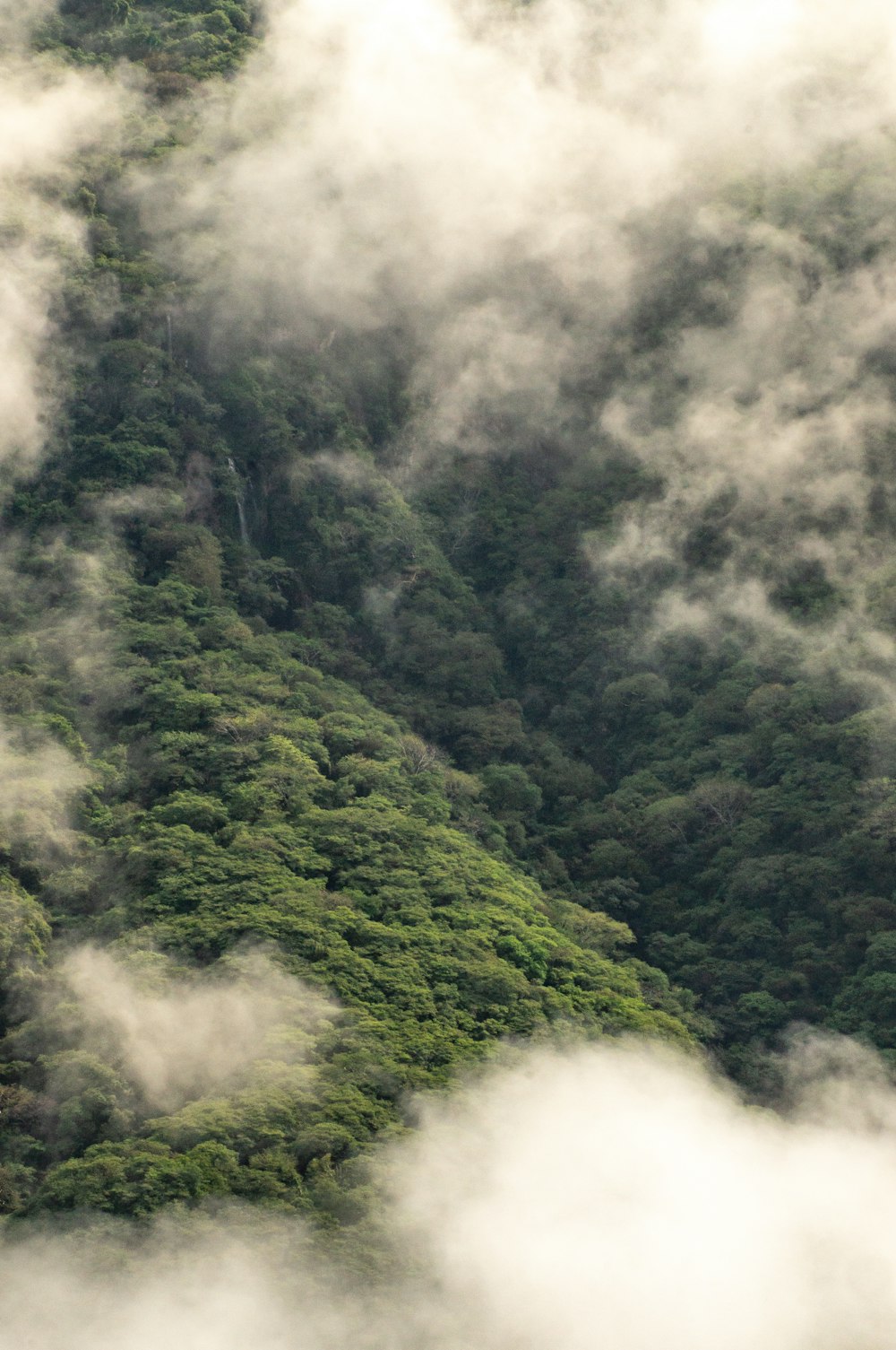 tree cover mountain