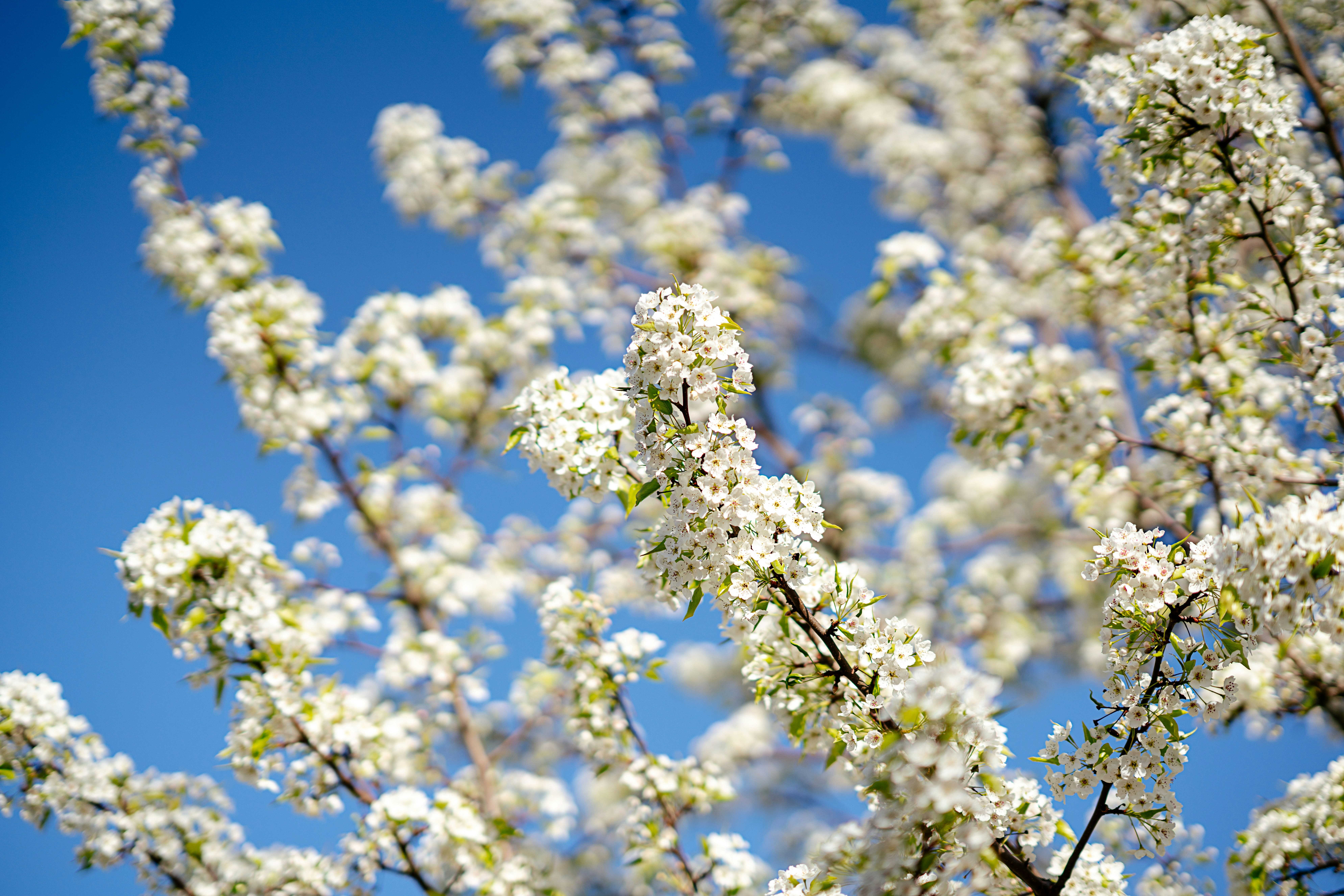white sakura plant