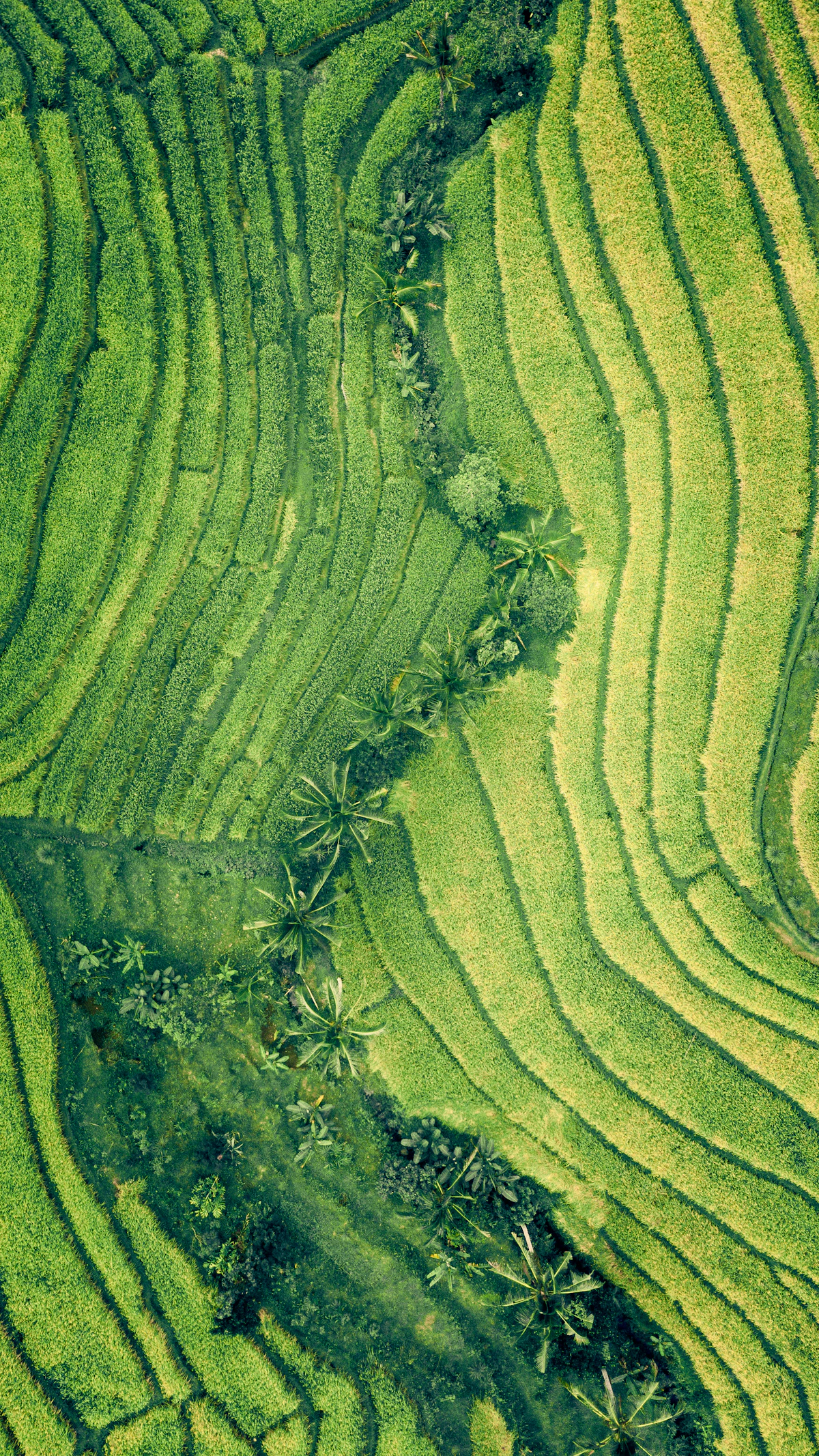 Pemandangan udara petak lahan hijau berteras