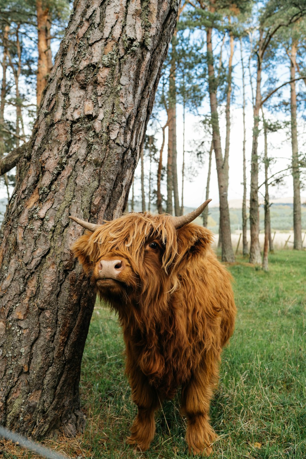 brown buffalo beside tree