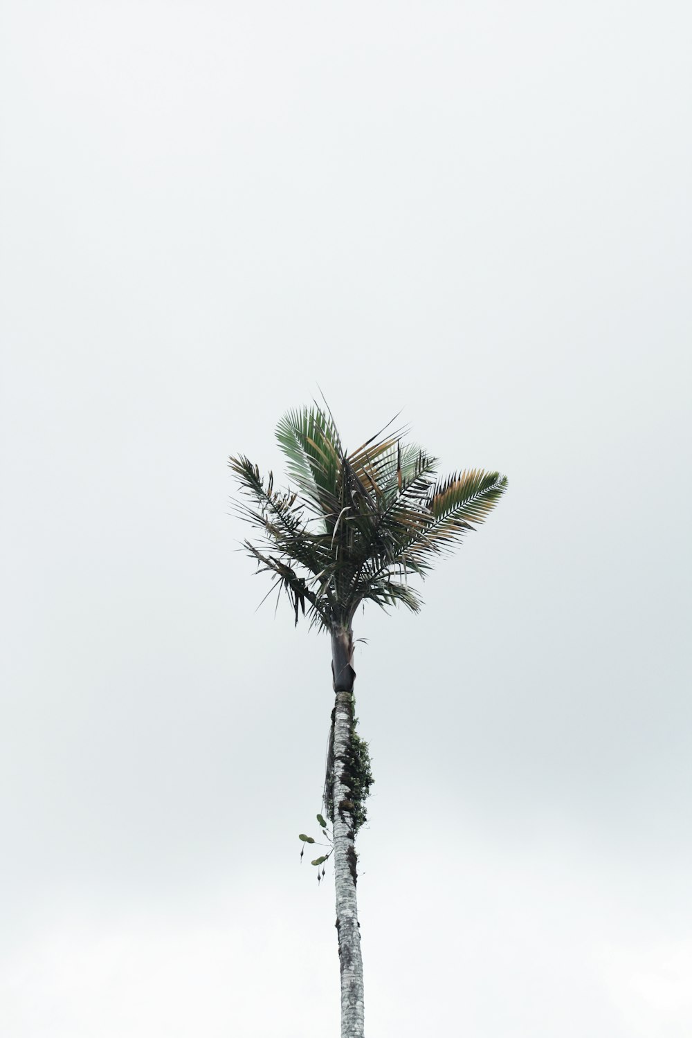 palm tree under gray sky