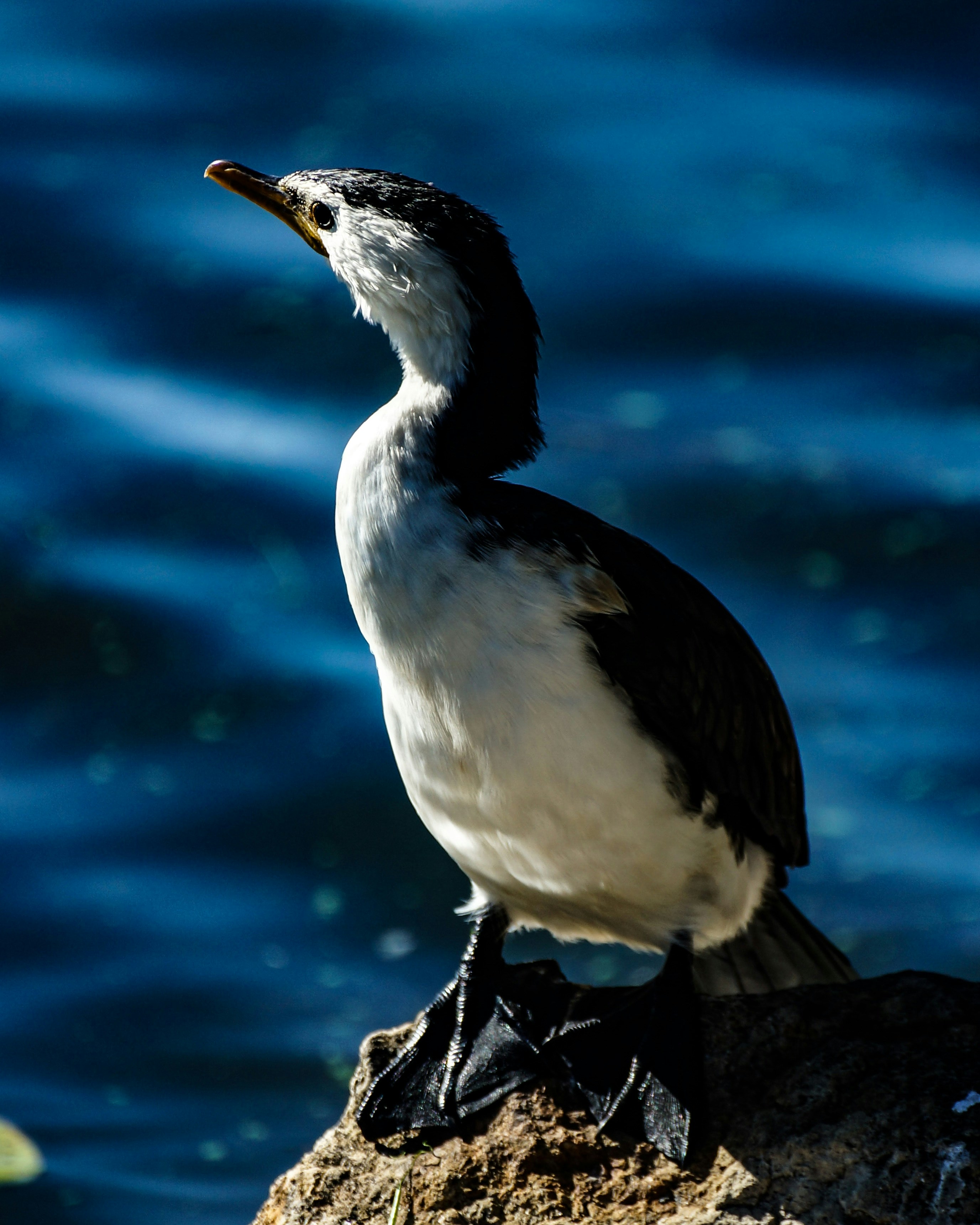 close up photo white and black bird standing on rock