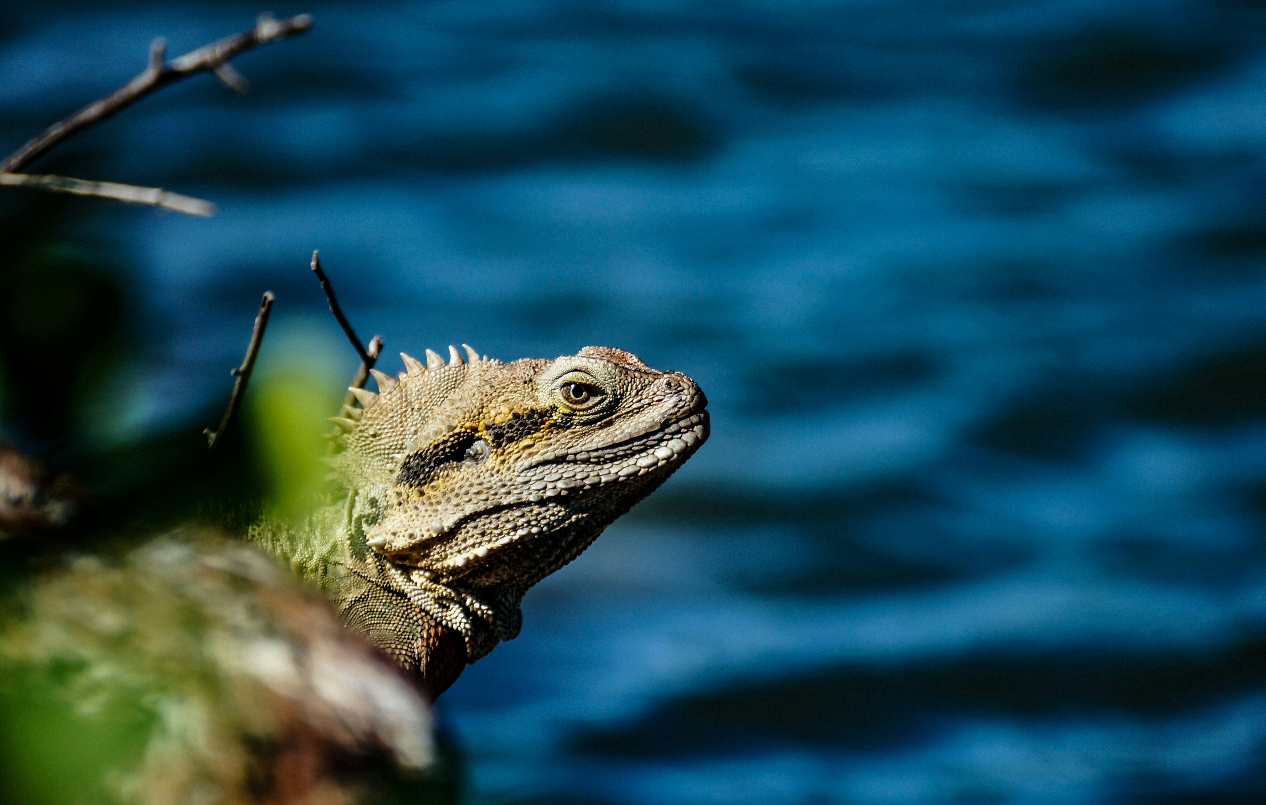 gray beaded dragon on selective focus photography