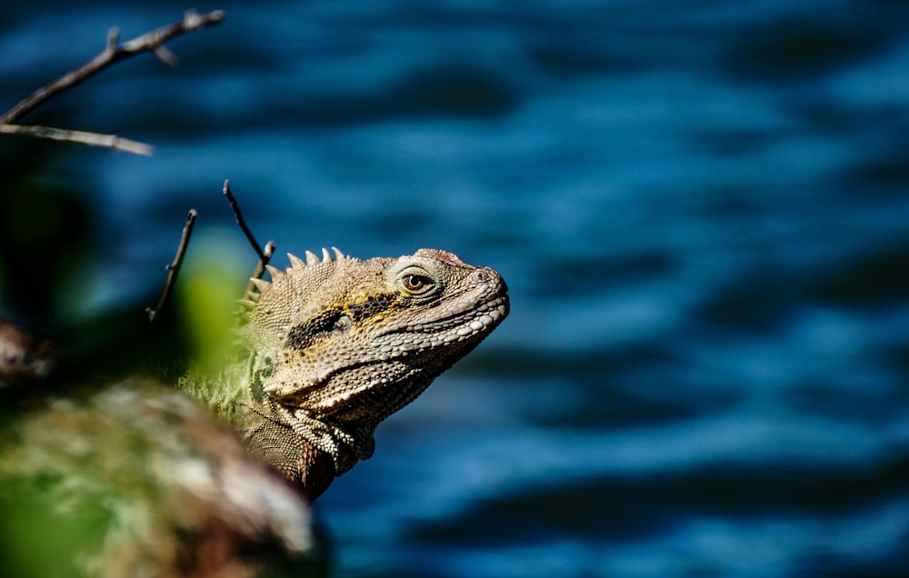 gray beaded dragon on selective focus photography