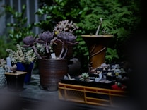 A collection of various potted succulents arranged on a surface. The scene is partially surrounded by lush greenery, adding a natural backdrop. The pots vary in color and style, including a rustic brown pot and a tall, decorative brown pot with a vine design. Some succulents are blooming, displaying diverse shapes and hues.