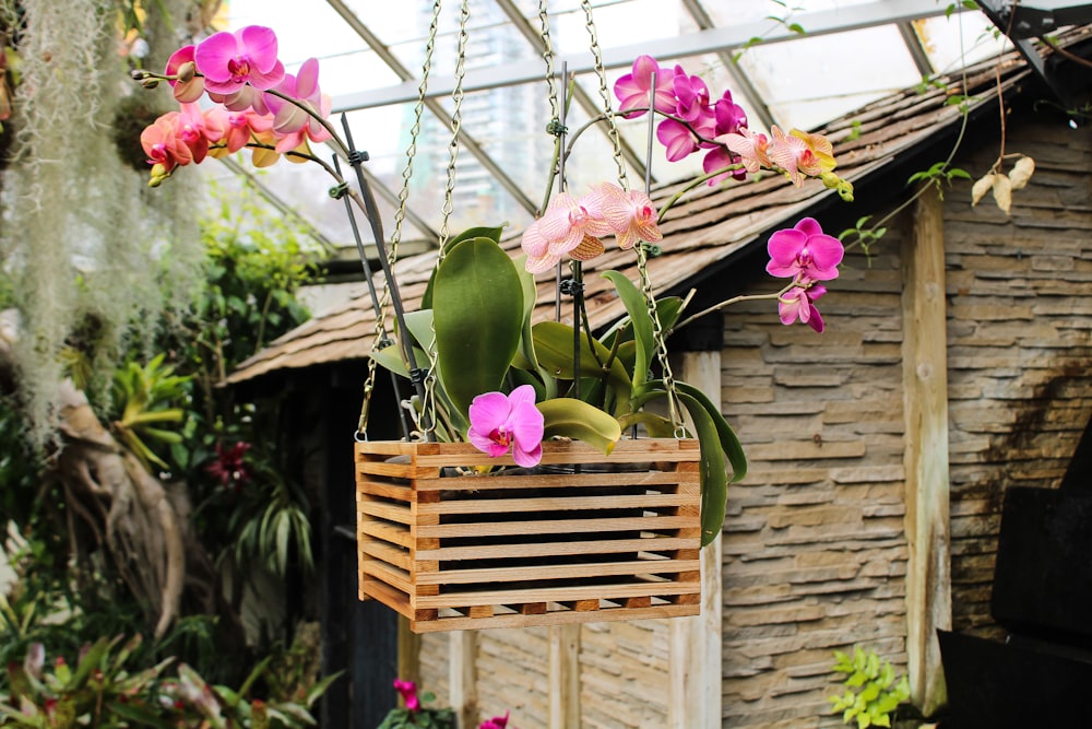 purple orchid flower in brown wooden hanging planter stand