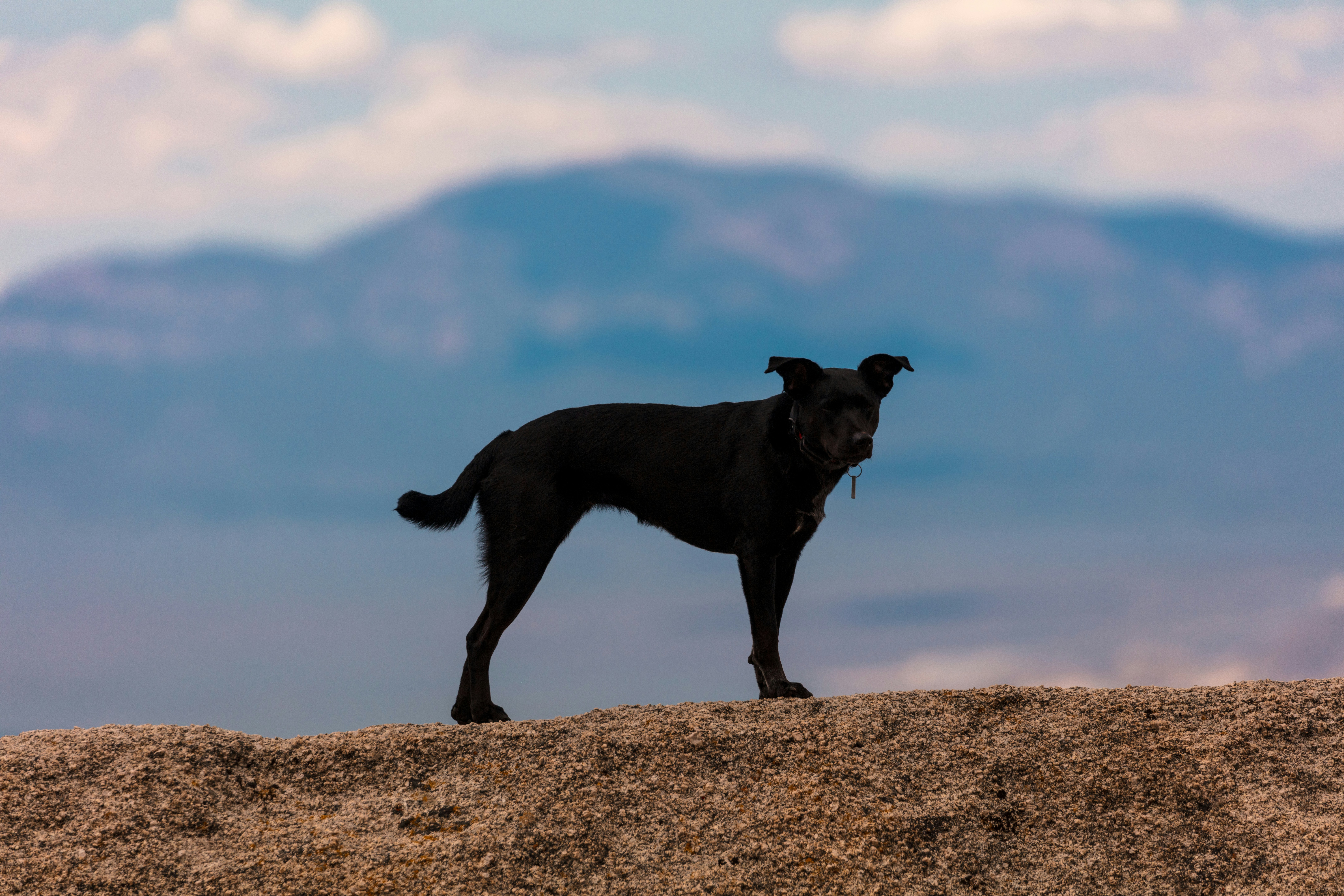 丘の上に立つ黒い犬の写真 Unsplashで見つける黒の無料写真