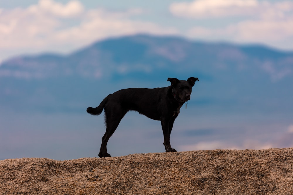 black dog standing on hill