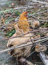 A hen is nestled among dry twigs with several small chicks surrounding her. The hen has a rich brown color with feathers that appear well-groomed. The chicks are fluffy and light brown, huddling close for warmth and protection. The ground is covered with scattered branches and a few green leaves, suggesting a natural outdoor setting.