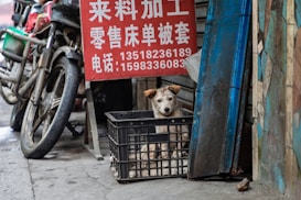 A small dog is nestled comfortably in a black plastic crate, positioned next to a motorcycle with visible wear and dirt. The setting appears to be an urban street with various items around, including a red sign with white text and phone numbers in a non-English script. On the right side, there is a blue wooden plank leaning against a wall.