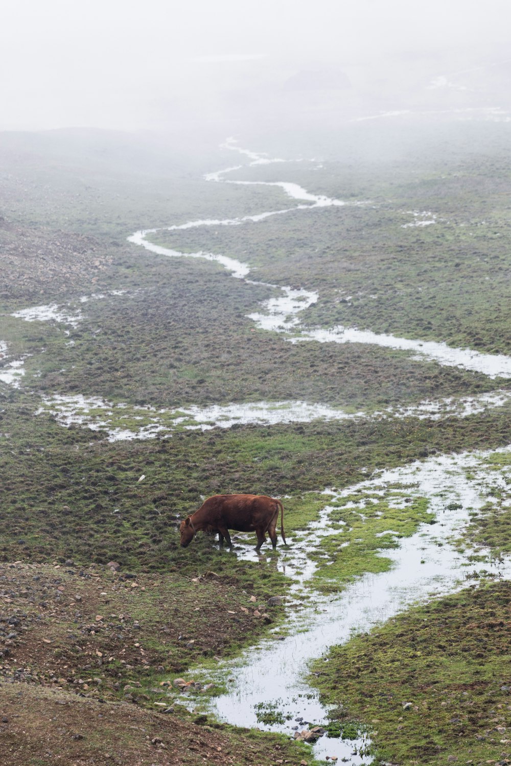 cow in field