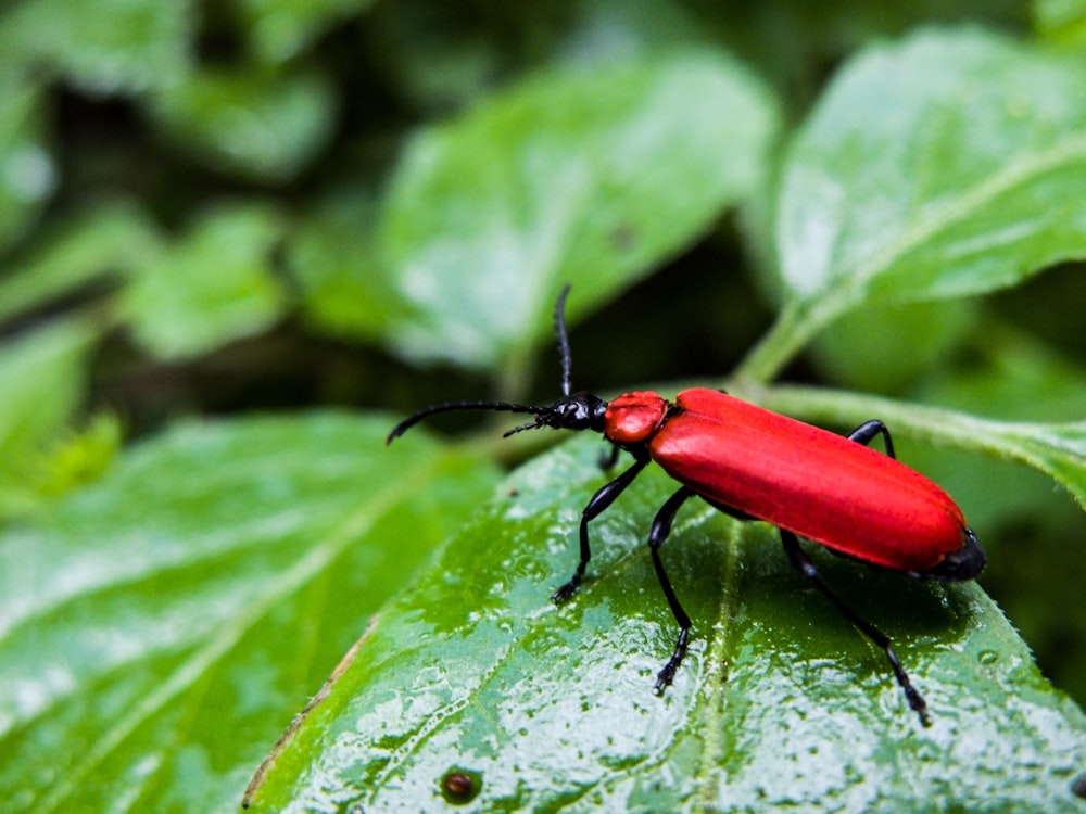 shallow focus photography of red leaf beetle