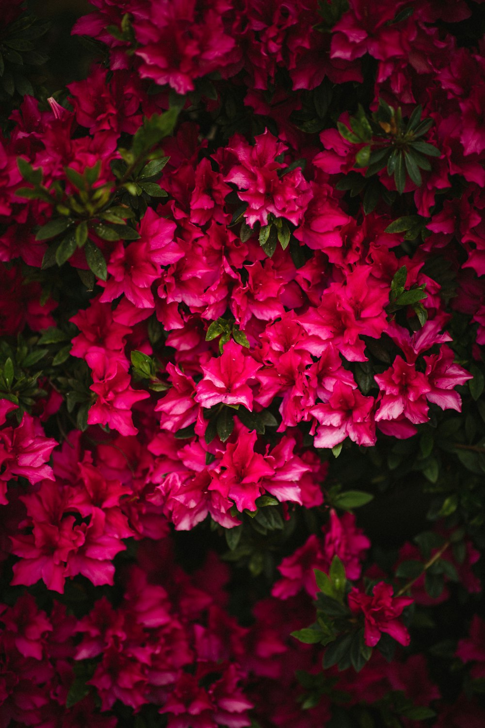 pink petaled flowers