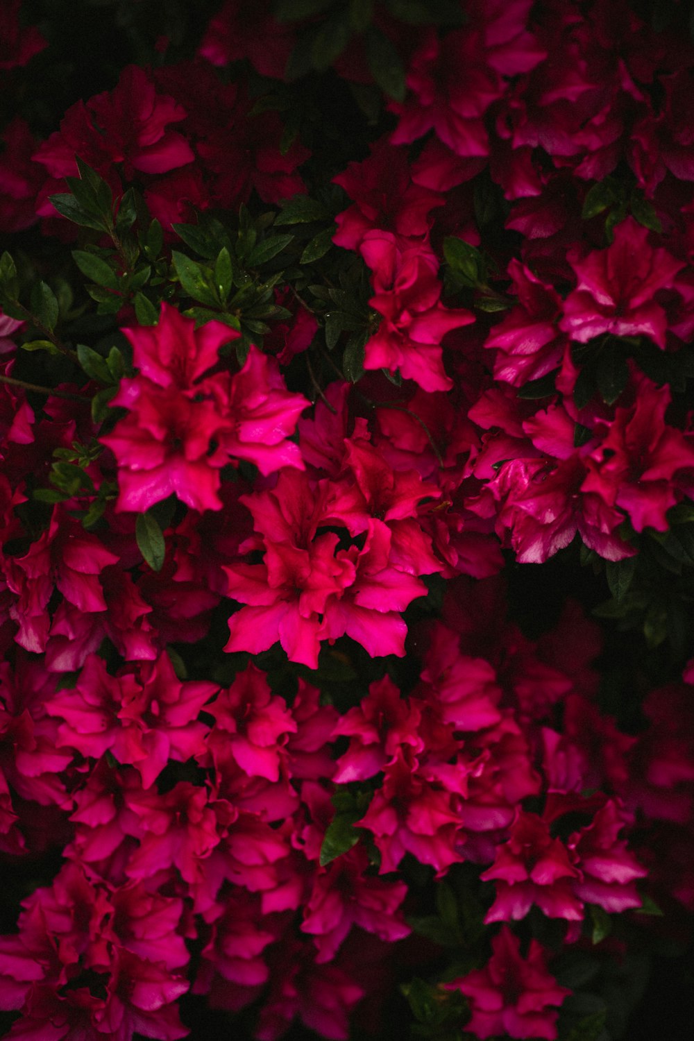 pink-petaled flowers