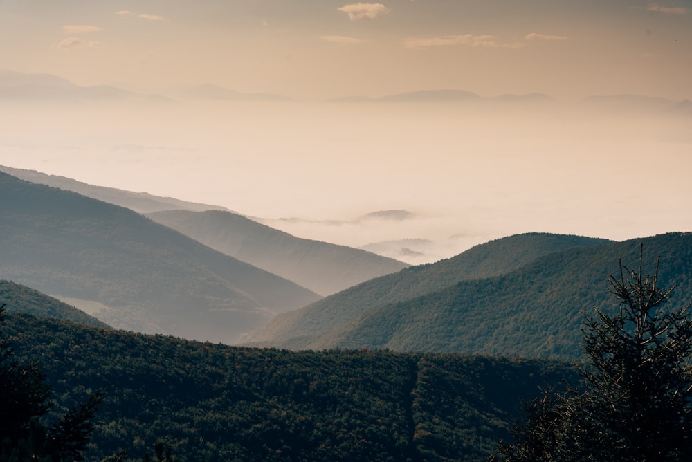 tree cover mountain