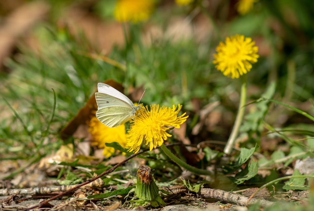 butterfly on yellow flower